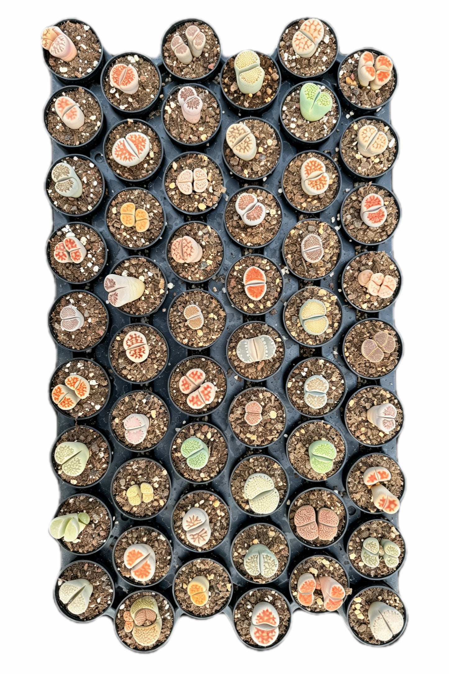 Lithops Assorted in 2in Pots Bulk 54pcs a Tray