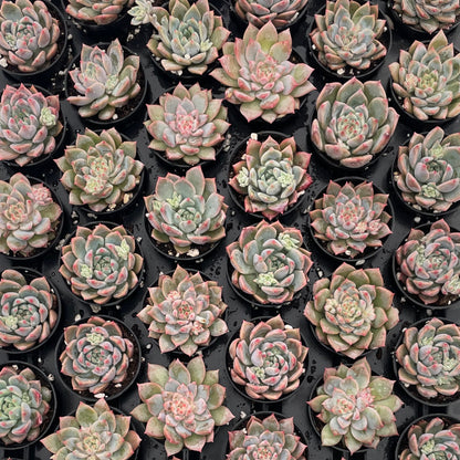 Echeveria White Ice Live Succulent a Tray 54pcs 2in Pot
