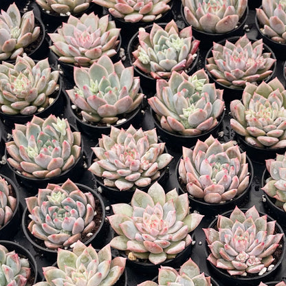 Echeveria White Ice Live Succulent a Tray 54pcs 2in Pot