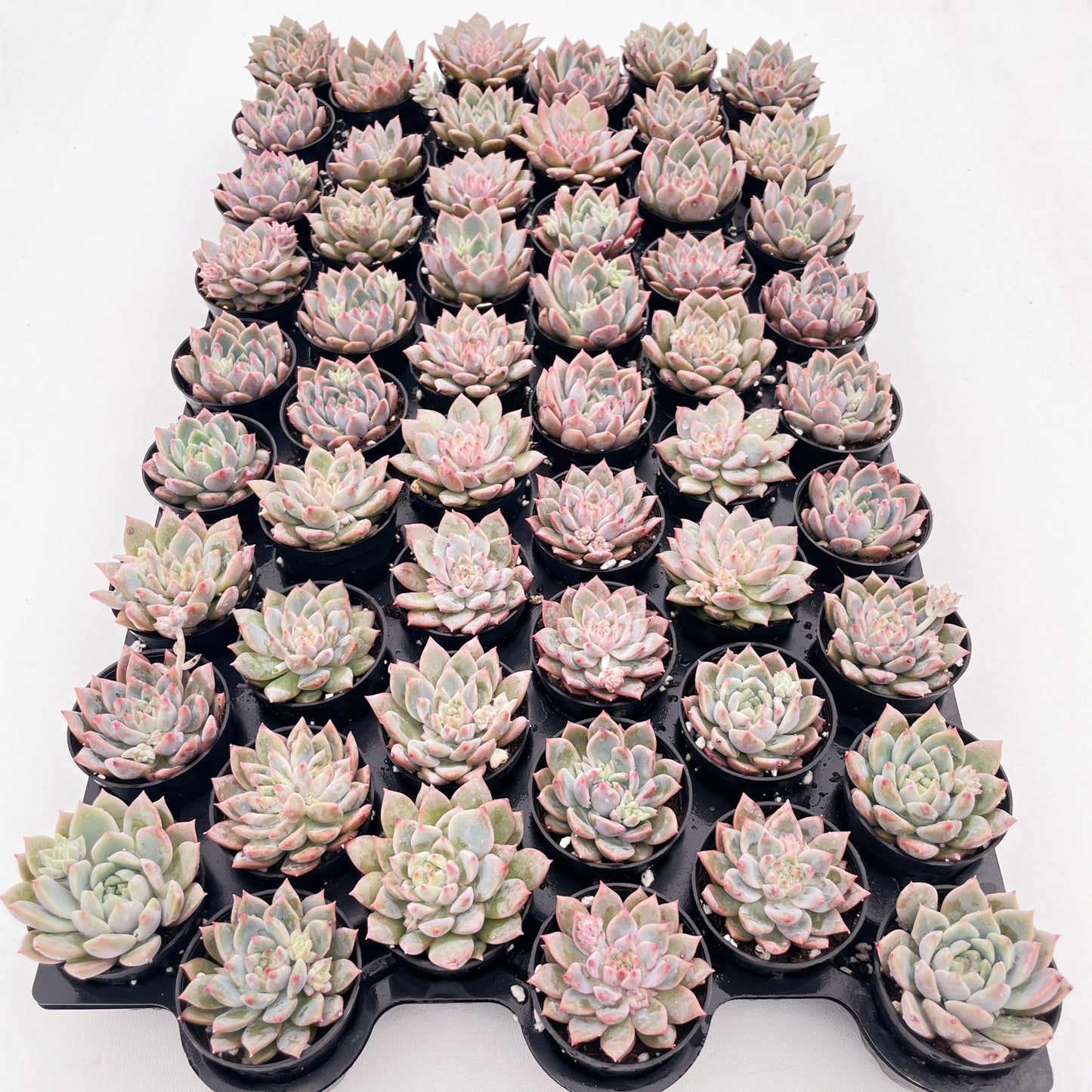 Echeveria White Ice Live Succulent a Tray 54pcs 2in Pot
