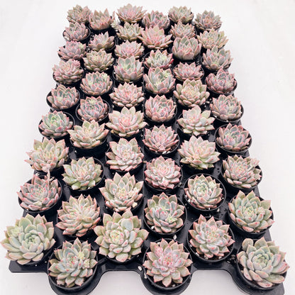 Echeveria White Ice Live Succulent a Tray 54pcs 2in Pot