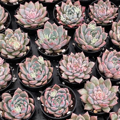 Echeveria White Ice Live Succulent a Tray 54pcs 2in Pot