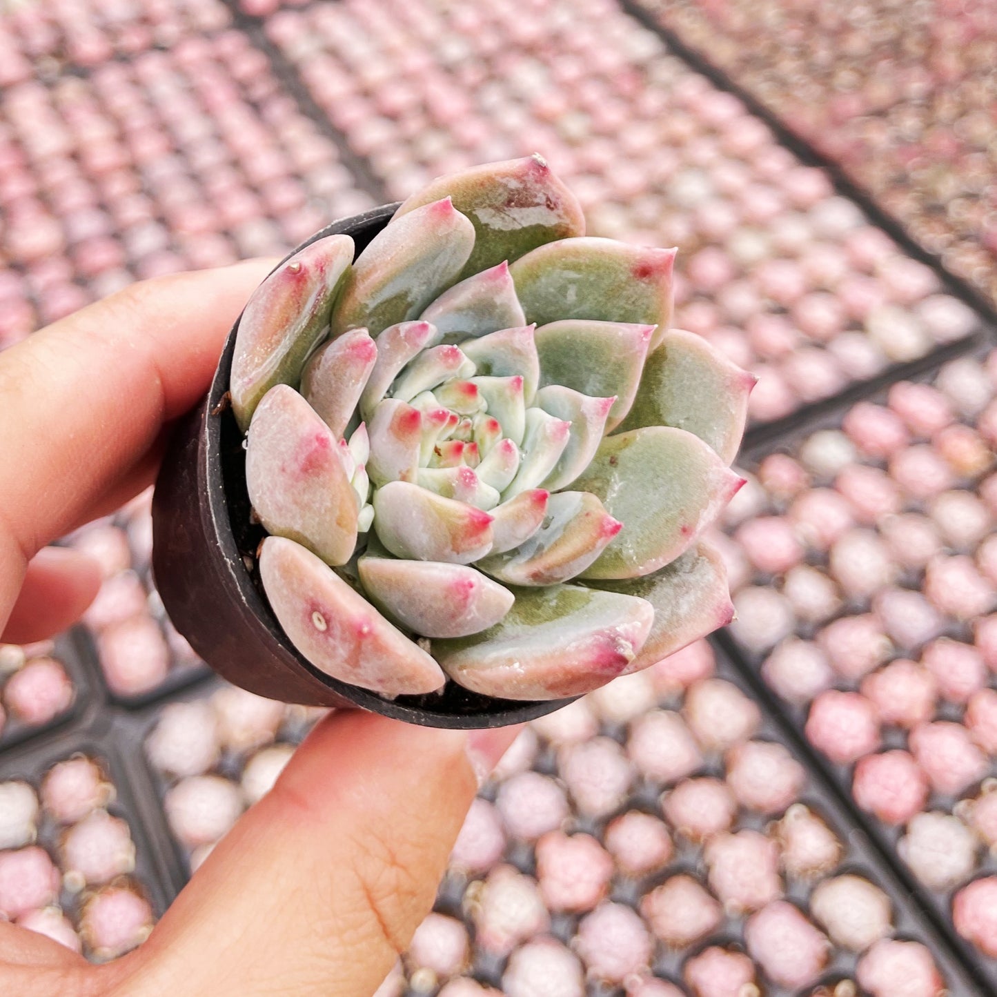 Echeveria White Ice Live Succulent a Tray 54pcs 2in Pot