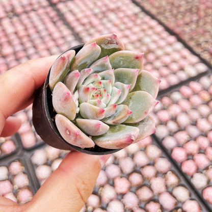 Echeveria White Ice Live Succulent a Tray 54pcs 2in Pot