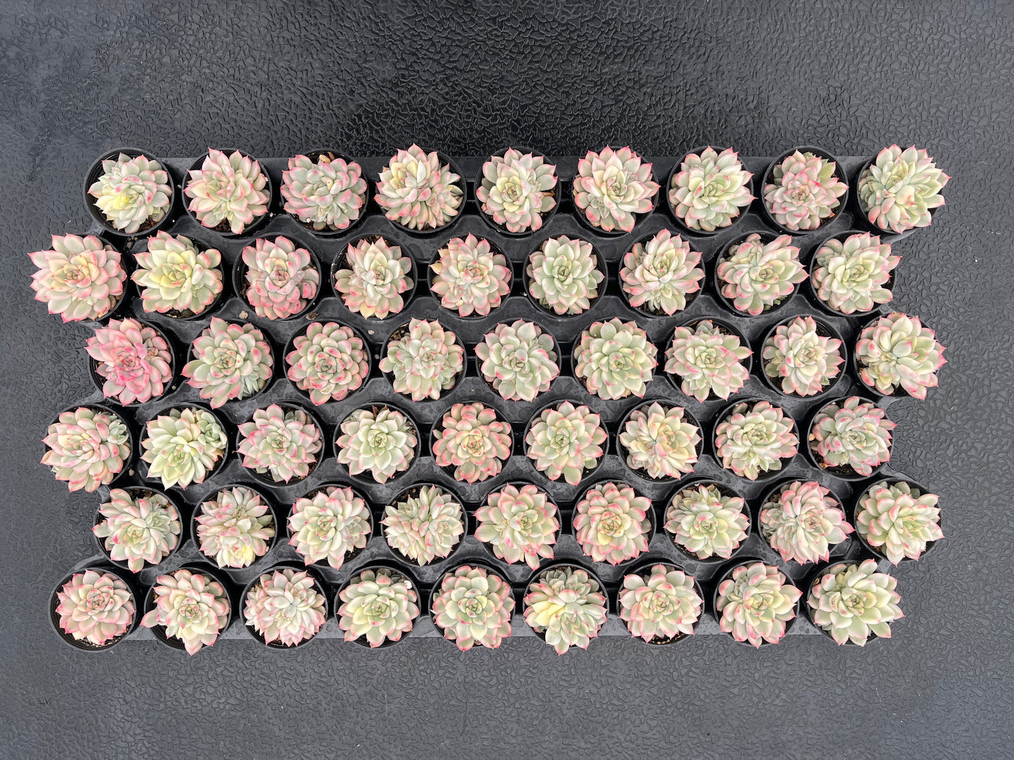 Echeveria Mebina Variegata Bulk 54 Tray - 2in Pot