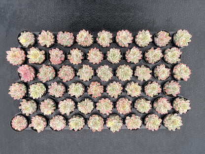 Echeveria Mebina Variegata Bulk 54 Tray - 2in Pot