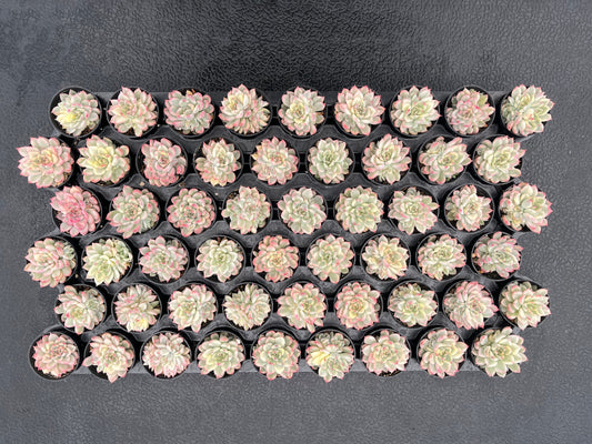 Echeveria Mebina Variegata Bulk 54 Tray - 2in Pot