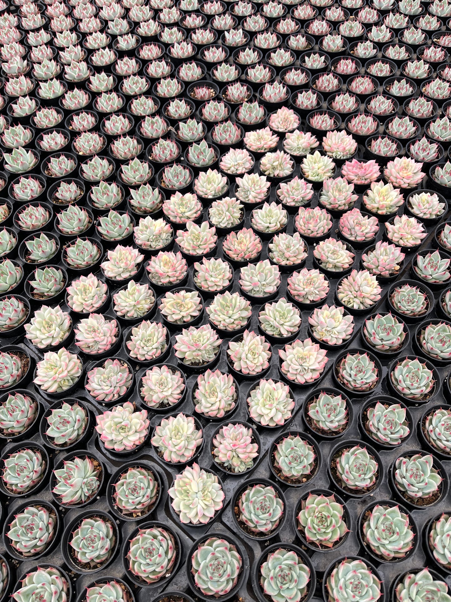 Echeveria Mebina Variegata Bulk 54 Tray - 2in Pot
