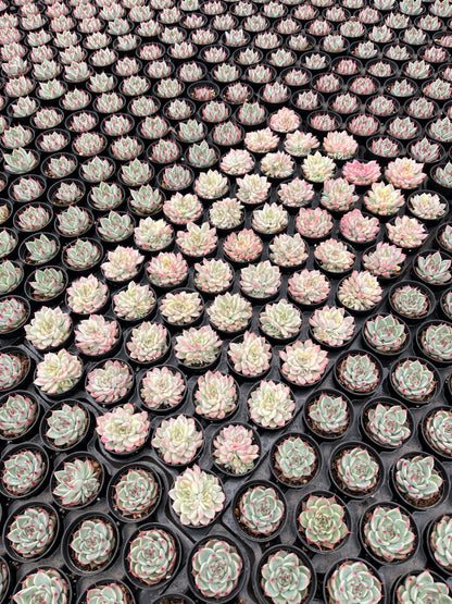 Echeveria Mebina Variegata Bulk 54 Tray - 2in Pot
