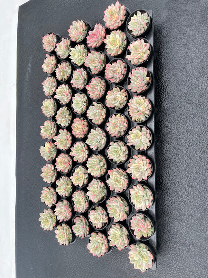 Echeveria Mebina Variegata Bulk 54 Tray - 2in Pot