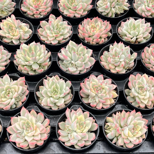 Echeveria Mebina Variegata Bulk 54 Tray - 2in Pot
