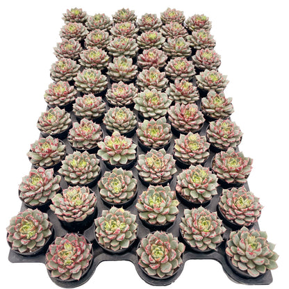 Echeveria TNG Firework Live Succulent a Tray 54pcs 2in Pot