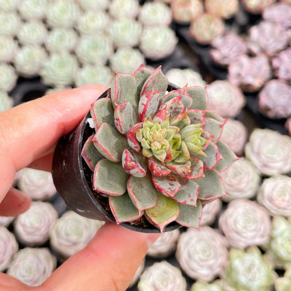 Echeveria TNG Firework Live Succulent a Tray 54pcs 2in Pot