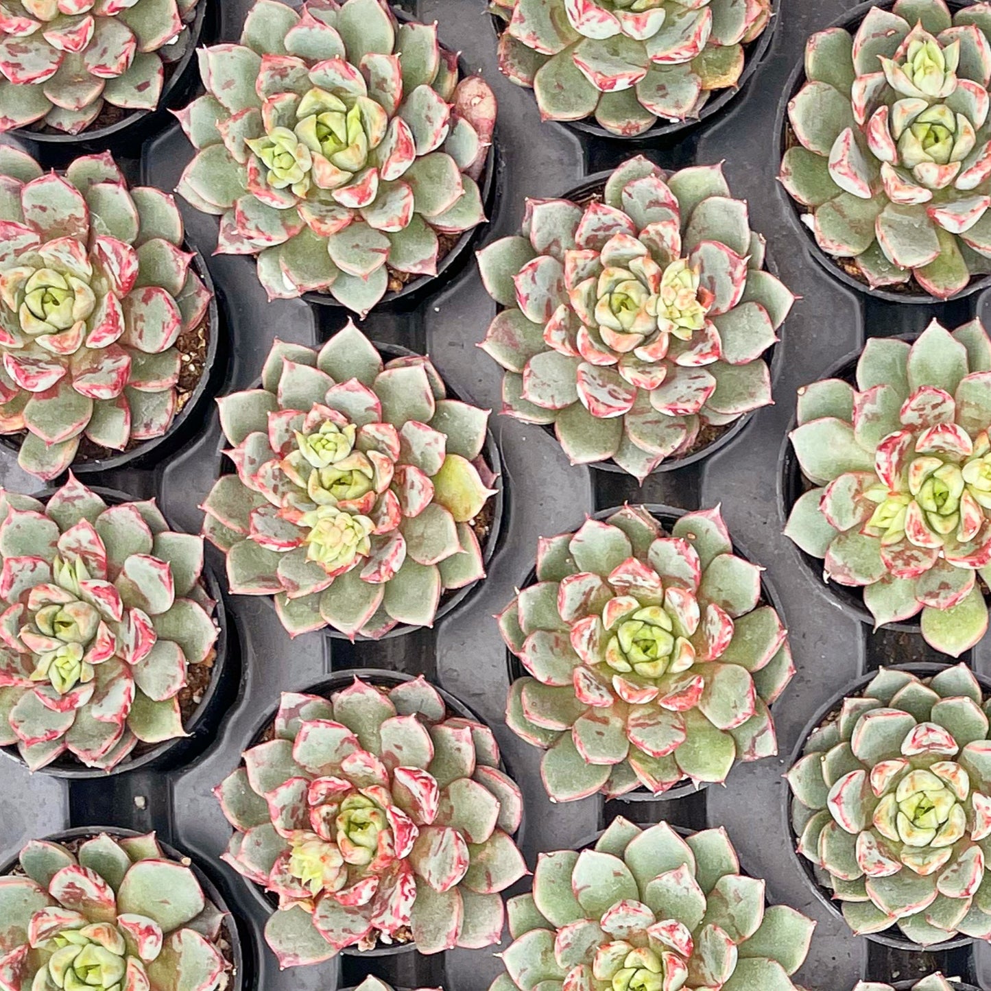 Echeveria TNG Firework Live Succulent a Tray 54pcs 2in Pot