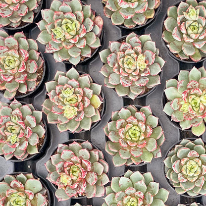 Echeveria TNG Firework Live Succulent a Tray 54pcs 2in Pot