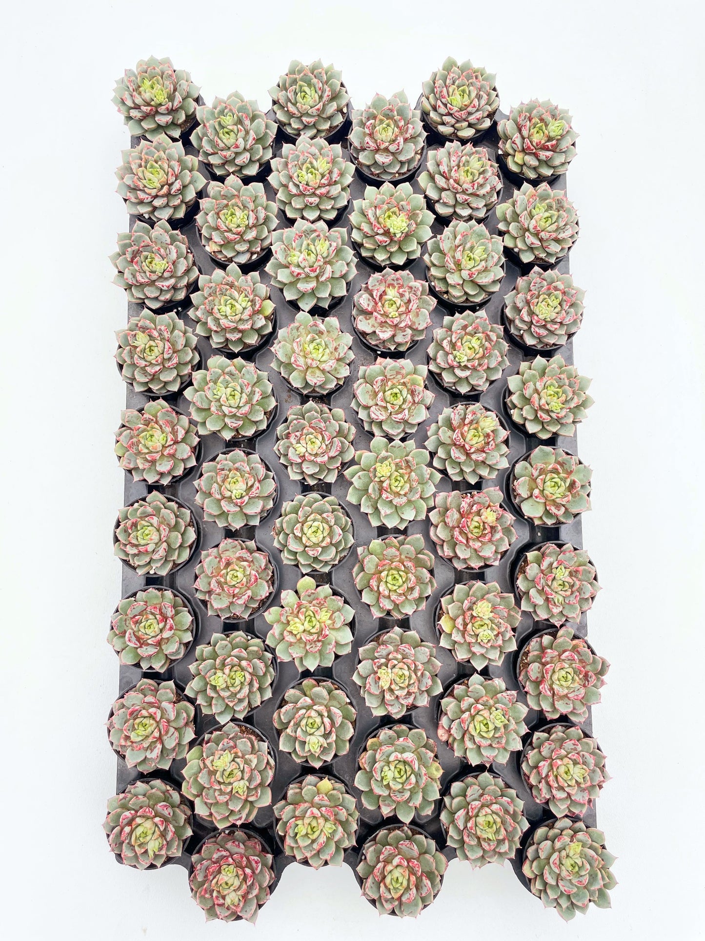 Echeveria TNG Firework Live Succulent a Tray 54pcs 2in Pot