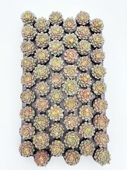 Echeveria TNG Firework Live Succulent a Tray 54pcs 2in Pot