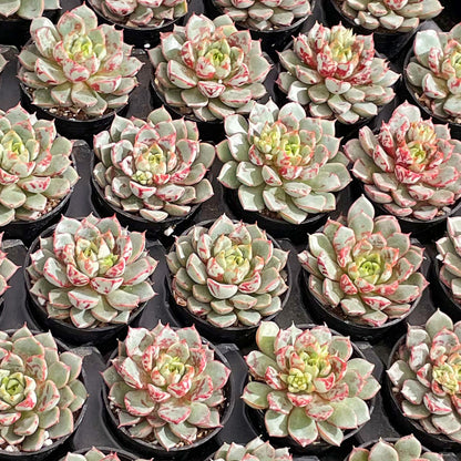 Echeveria TNG Firework Live Succulent a Tray 54pcs 2in Pot