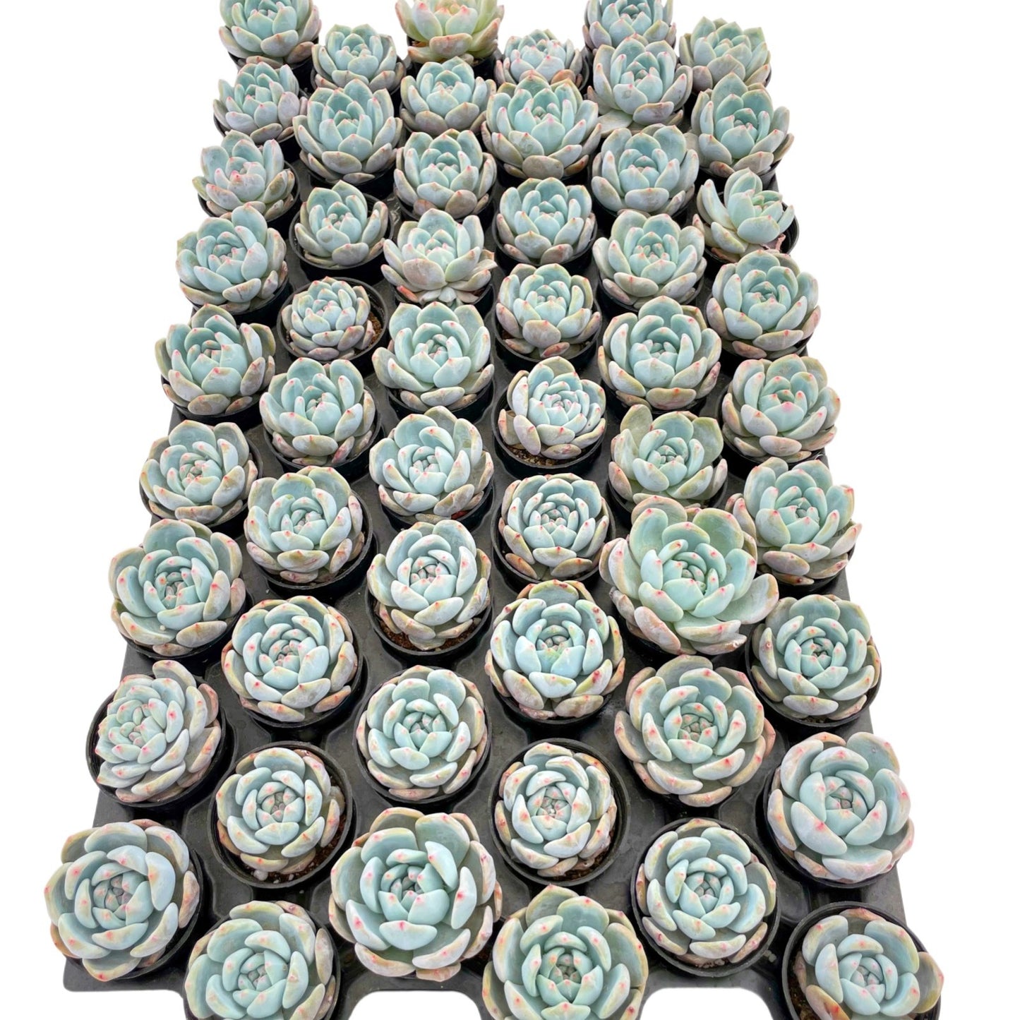 xGraptoveria 'Orange Sherbet' Live Plant Tray 54pcs 2in Pot