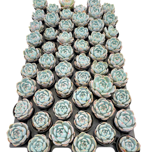 xGraptoveria 'Orange Sherbet' Live Plant Tray 54pcs 2in Pot