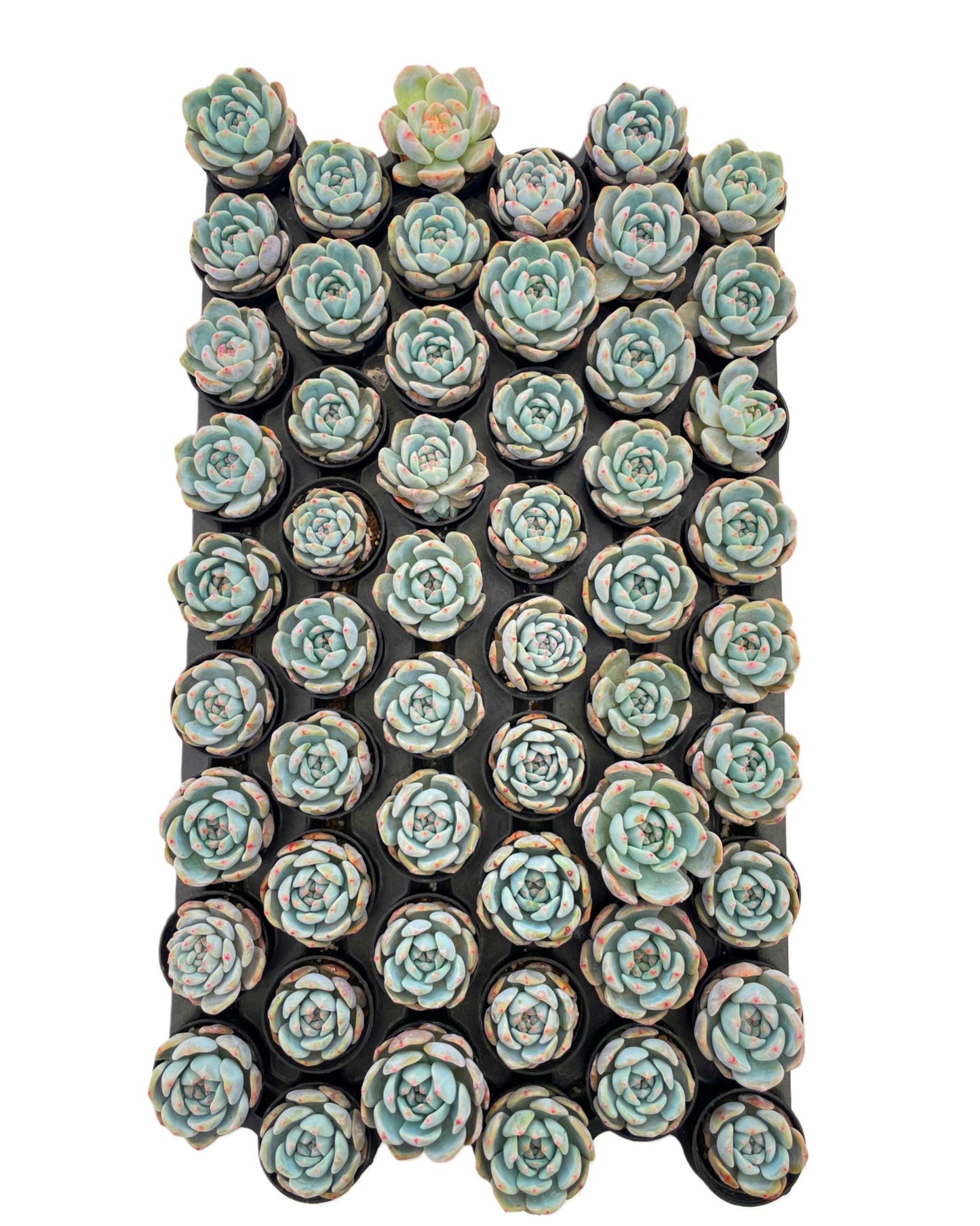 xGraptoveria 'Orange Sherbet' Live Plant Tray 54pcs 2in Pot