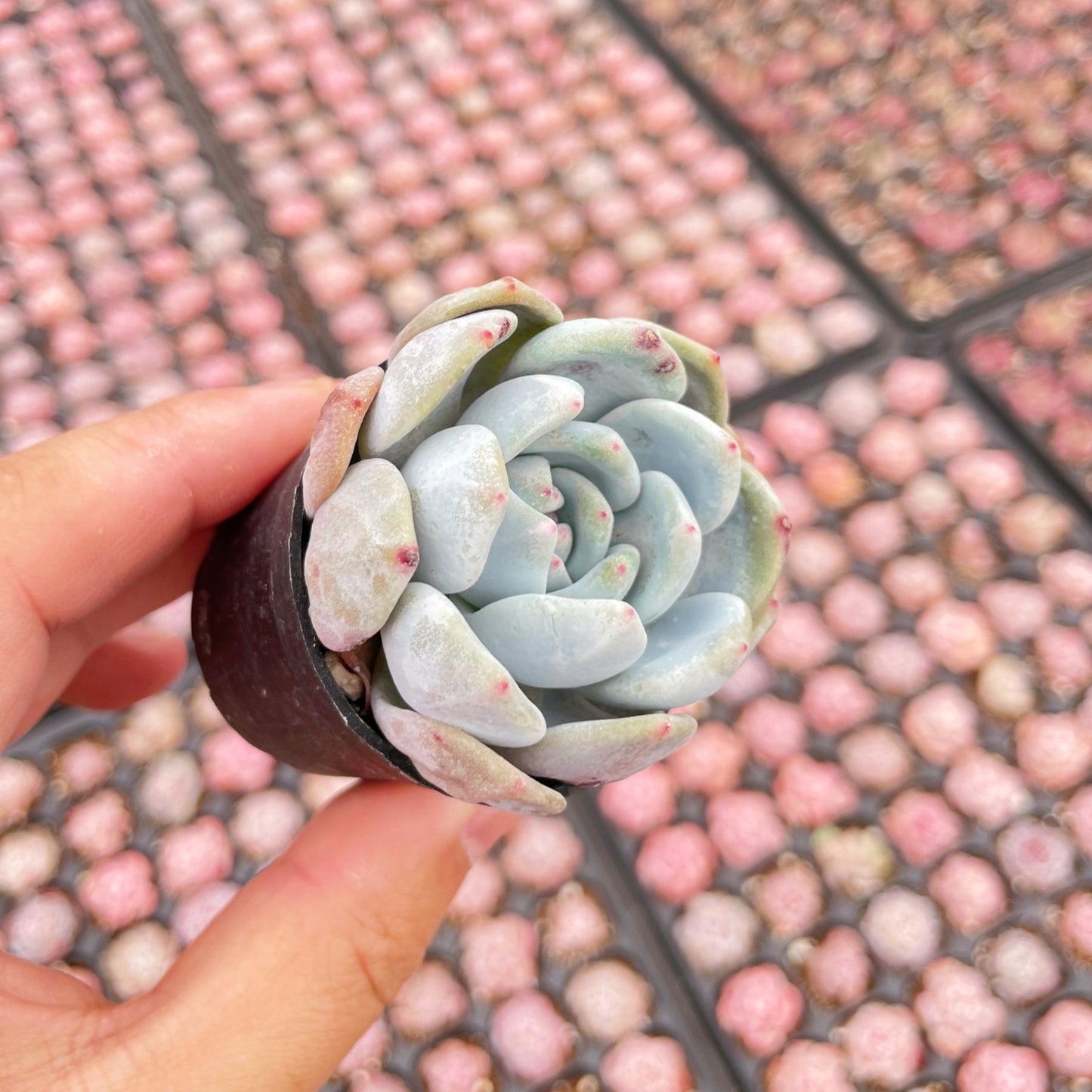 xGraptoveria 'Orange Sherbet' Live Plant Tray 54pcs 2in Pot