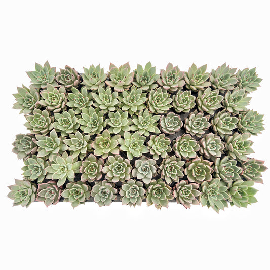 Echeveria Agavoides Halloween Bulk 54 Tray - 2in Pot