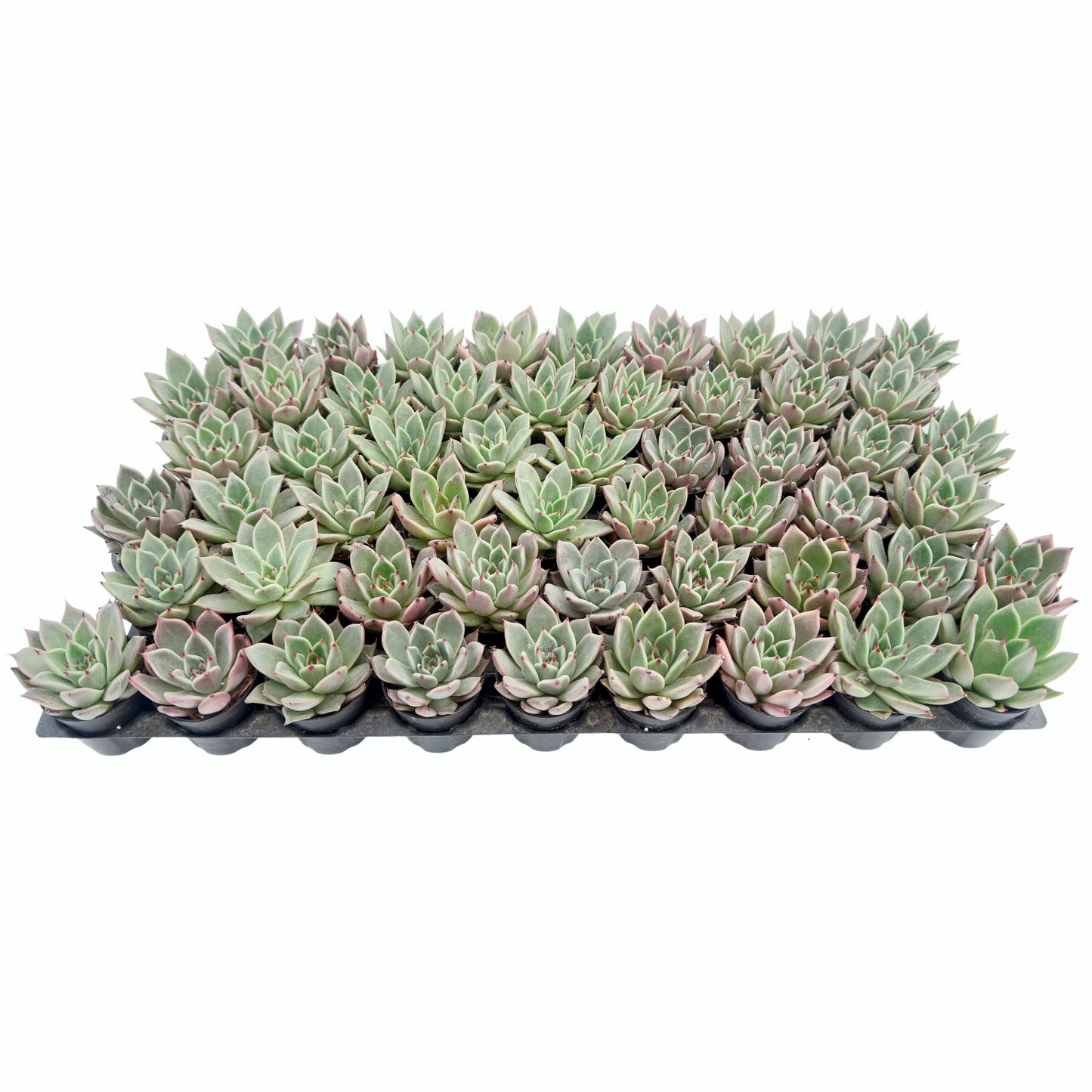 Echeveria Agavoides Halloween Bulk 54 Tray - 2in Pot