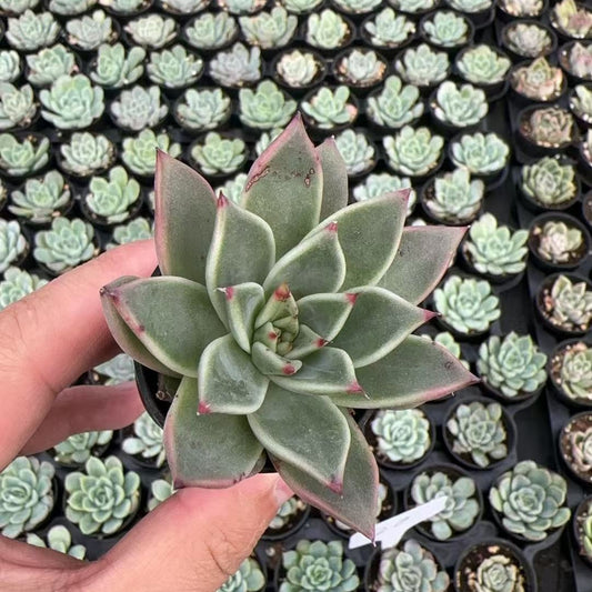 Echeveria Agavoides Halloween Bulk 54 Tray - 2in Pot