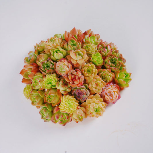 Live Real Succulents Plants Rare Korean Rosette Mini Plants