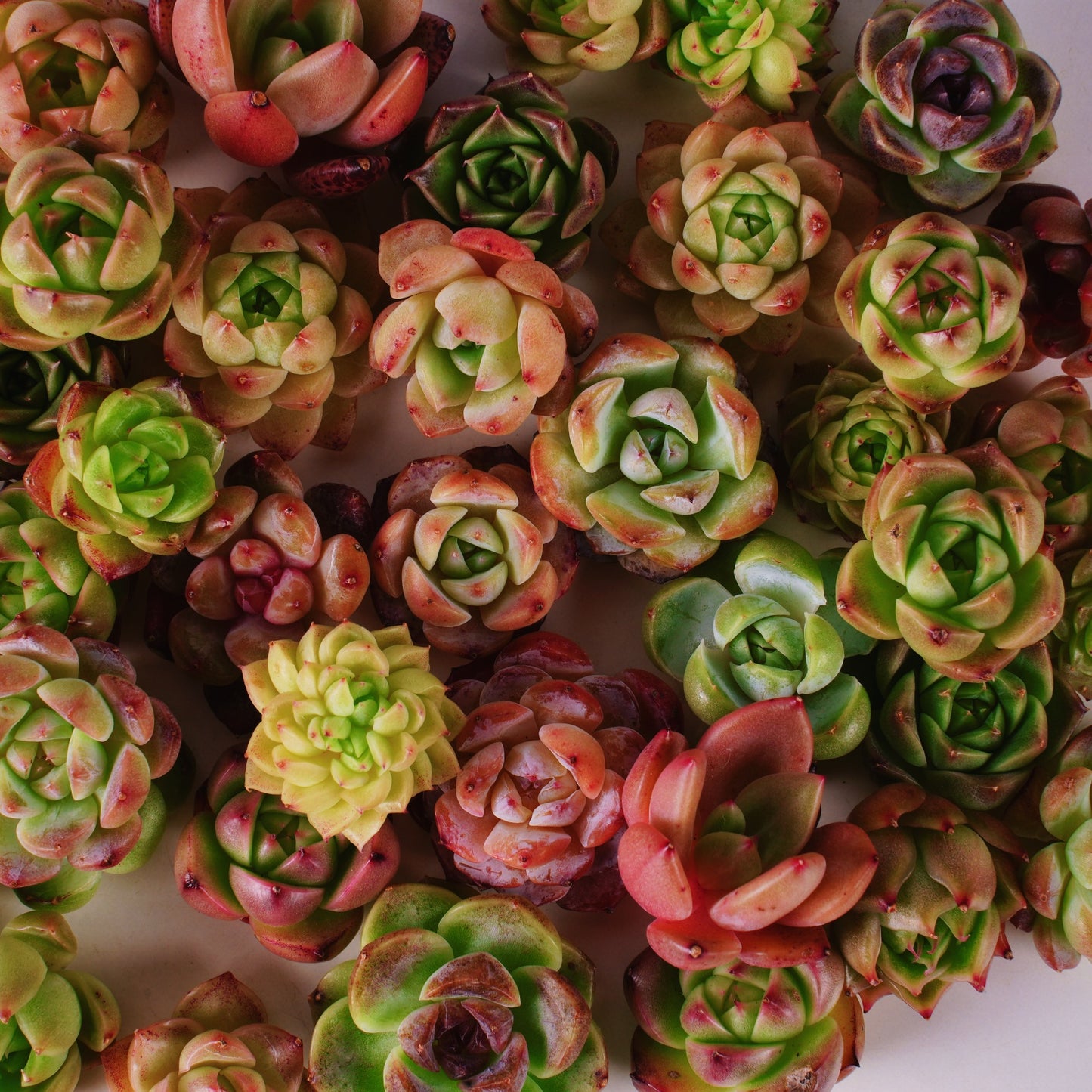 Live Real Succulents Plants Rare Korean Rosette Mini Plants