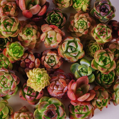 Live Real Succulents Plants Rare Korean Rosette Mini Plants