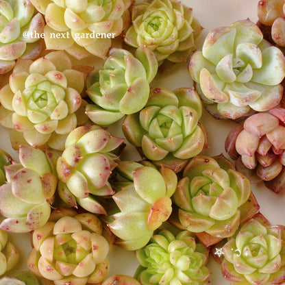 Live Real Succulents Plants Rare Korean Rosette Mini Plants