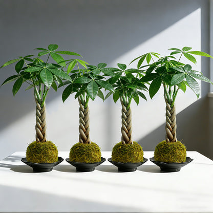 Kokedama Braid Money Tree with Planter Live Moss Ball Money Tree Plant