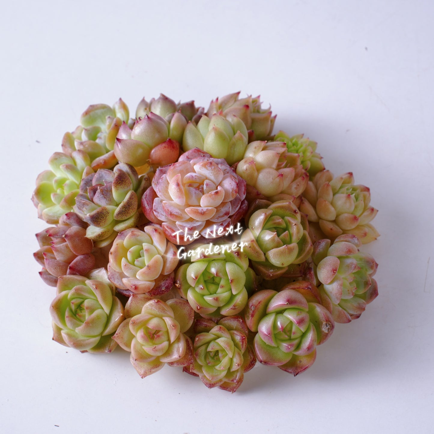 Live Real Succulents Plants Rare Korean Rosette Mini Plants