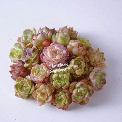 Live Real Succulents Plants Rare Korean Rosette Mini Plants