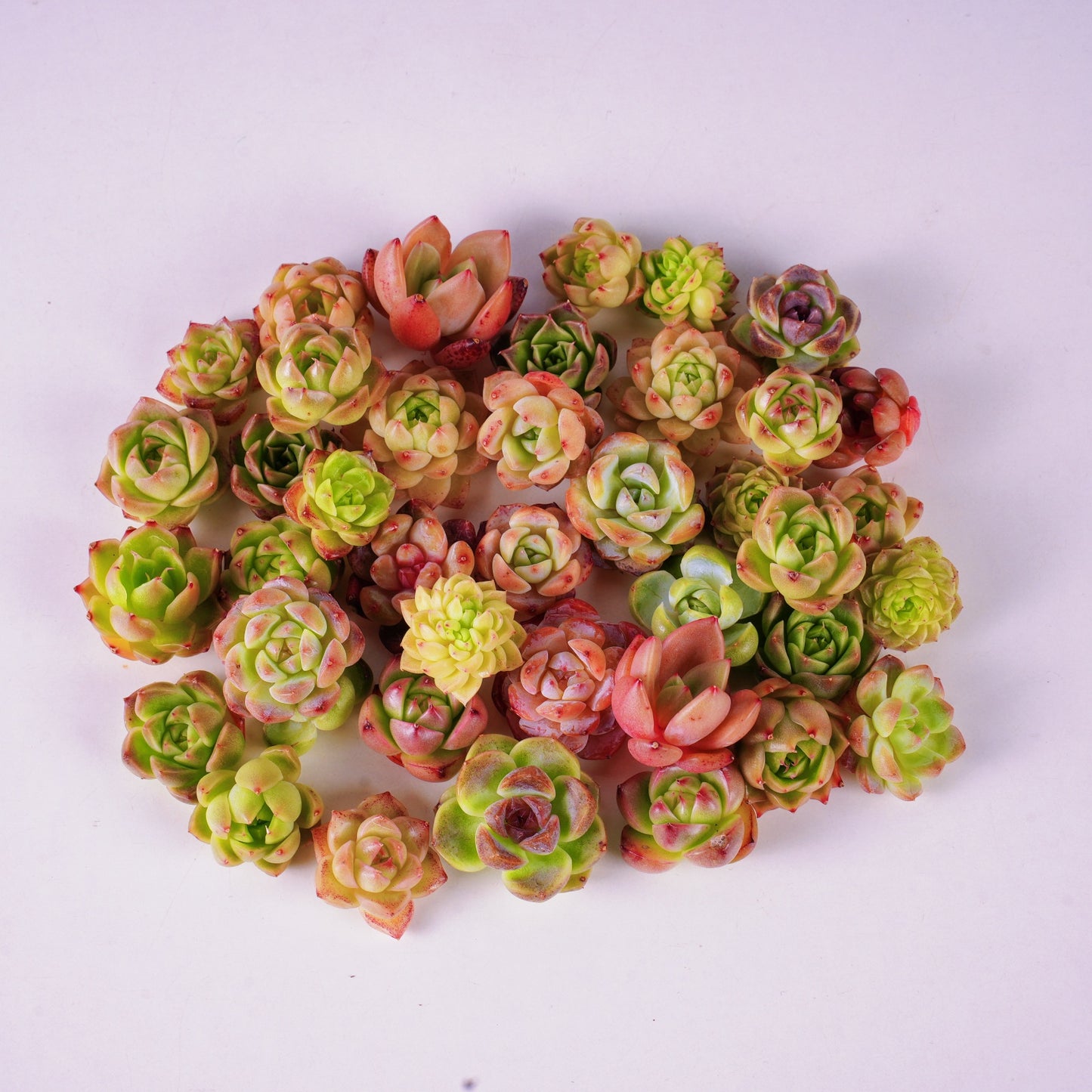 Live Real Succulents Plants Rare Korean Rosette Mini Plants