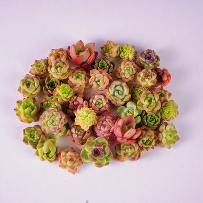 Live Real Succulents Plants Rare Korean Rosette Mini Plants