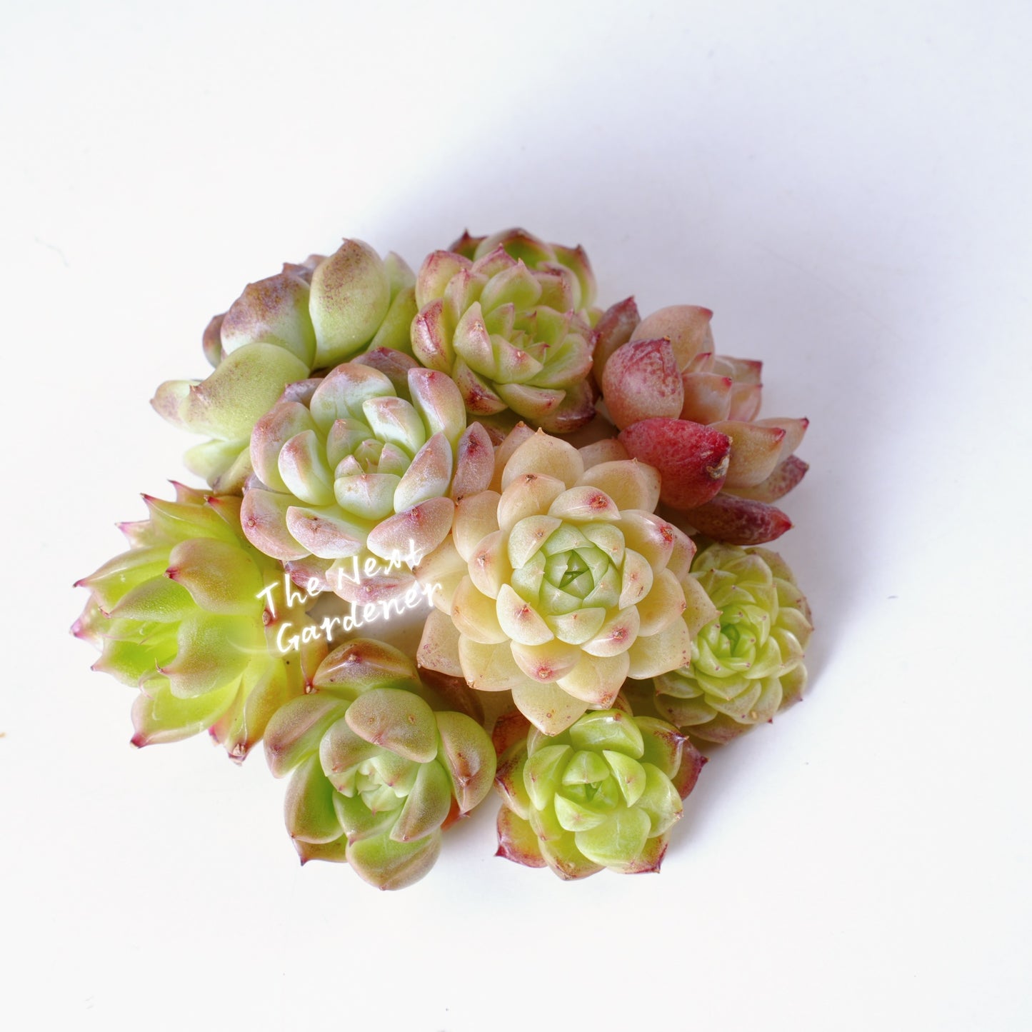 Live Real Succulents Plants Rare Korean Rosette Mini Plants