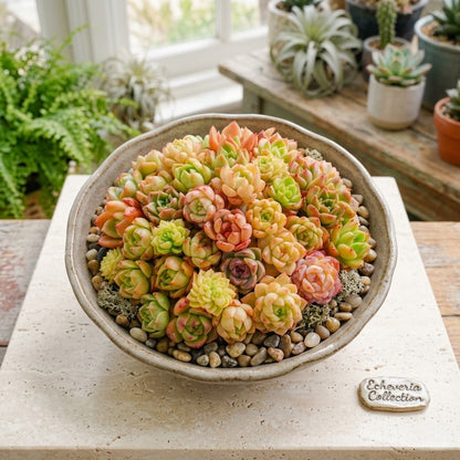 Live Real Succulents Plants Rare Korean Rosette Mini Plants