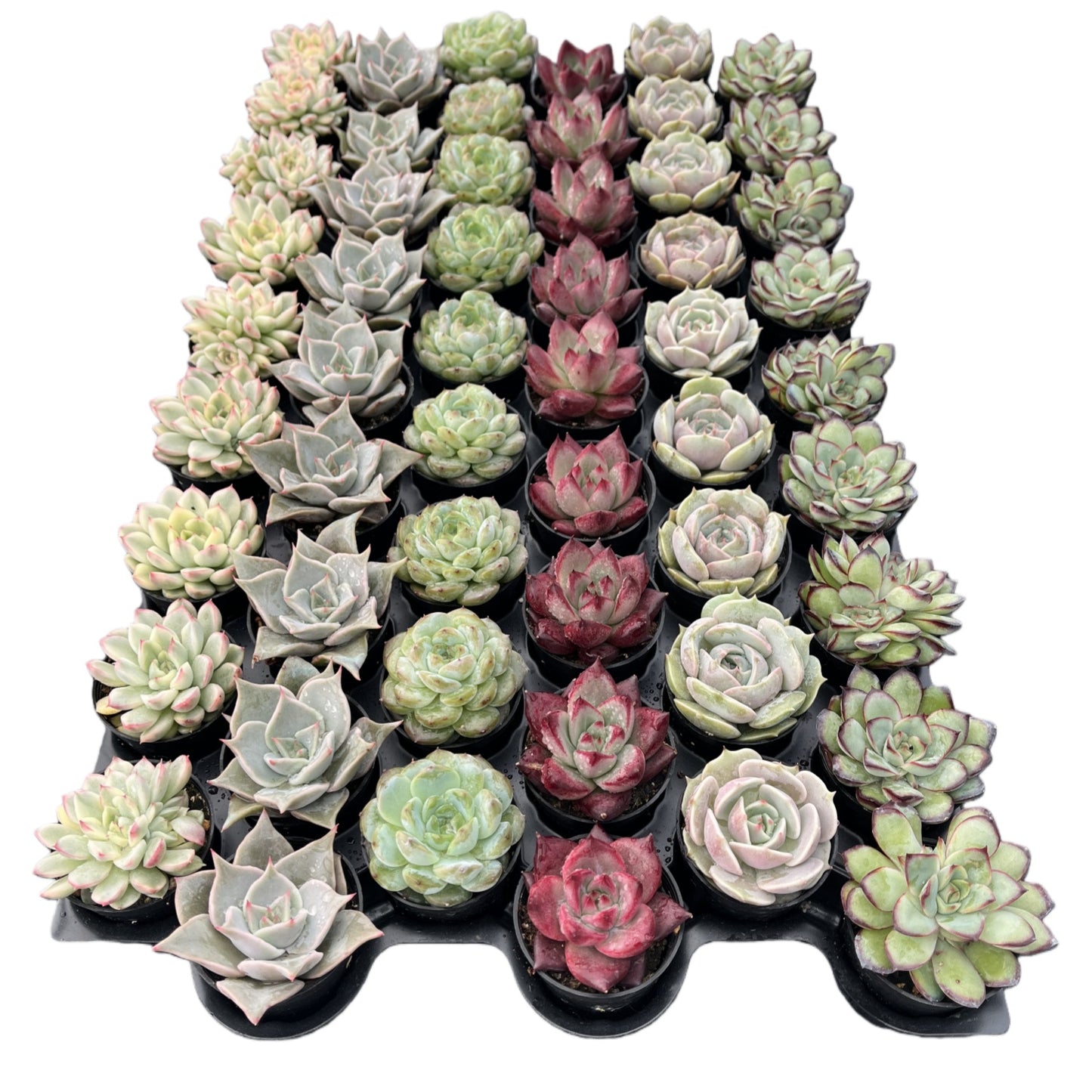 Assorted Rosettes Succulents Bulk 54 Tray - 2in Pot