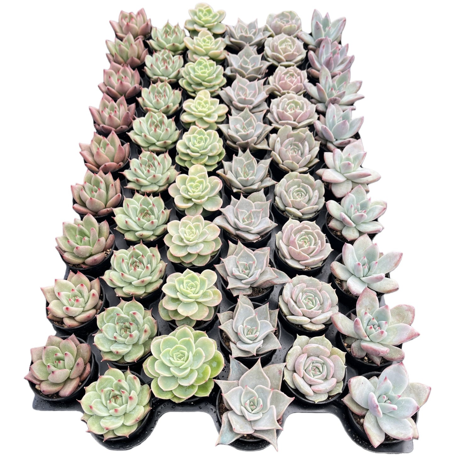 Assorted Rosettes Succulents Bulk 54 Tray - 2in Pot