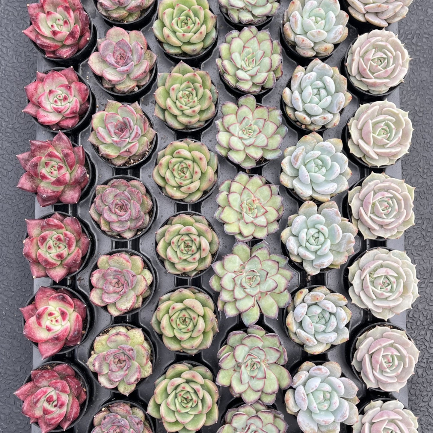 Assorted Rosettes Succulents Bulk 54 Tray - 2in Pot