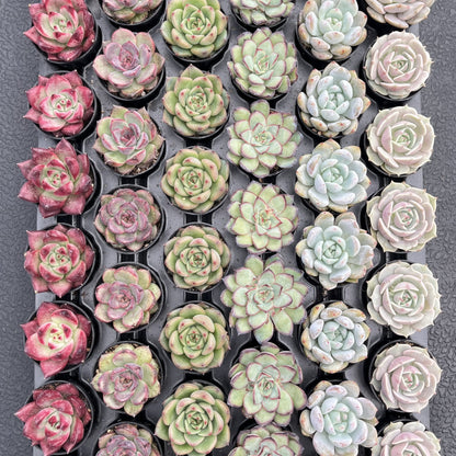 Assorted Rosettes Succulents Bulk 54 Tray - 2in Pot
