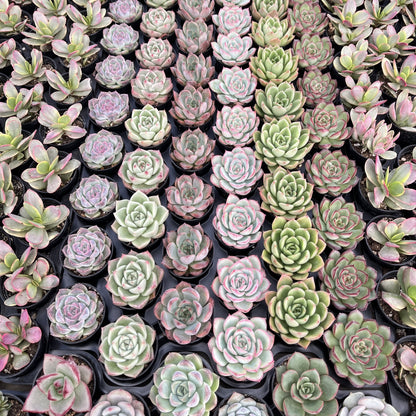 Assorted Rosettes Succulents Bulk 54 Tray - 2in Pot