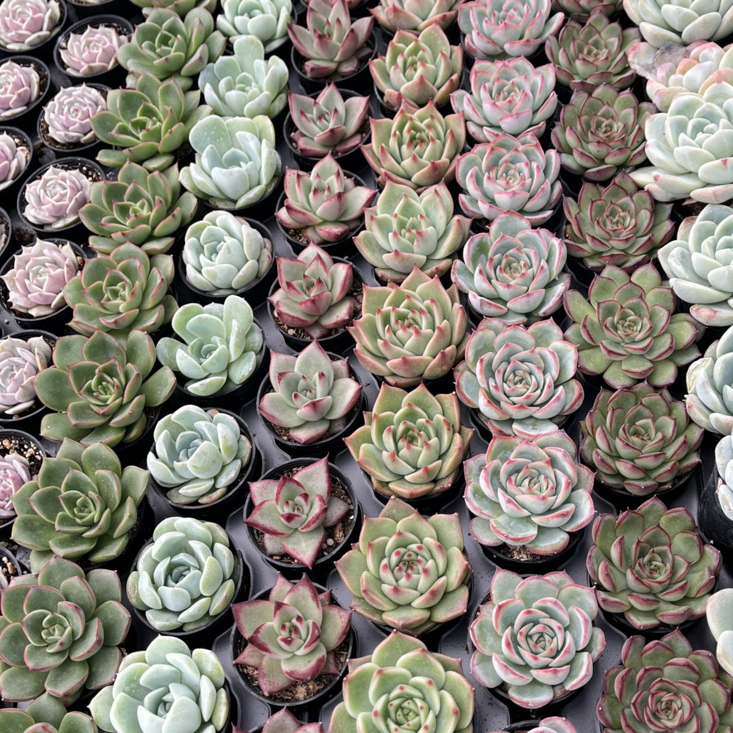Assorted Rosettes Succulents Bulk 54 Tray - 2in Pot