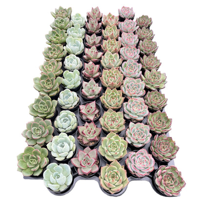 Assorted Rosettes Succulents Bulk 54 Tray - 2in Pot