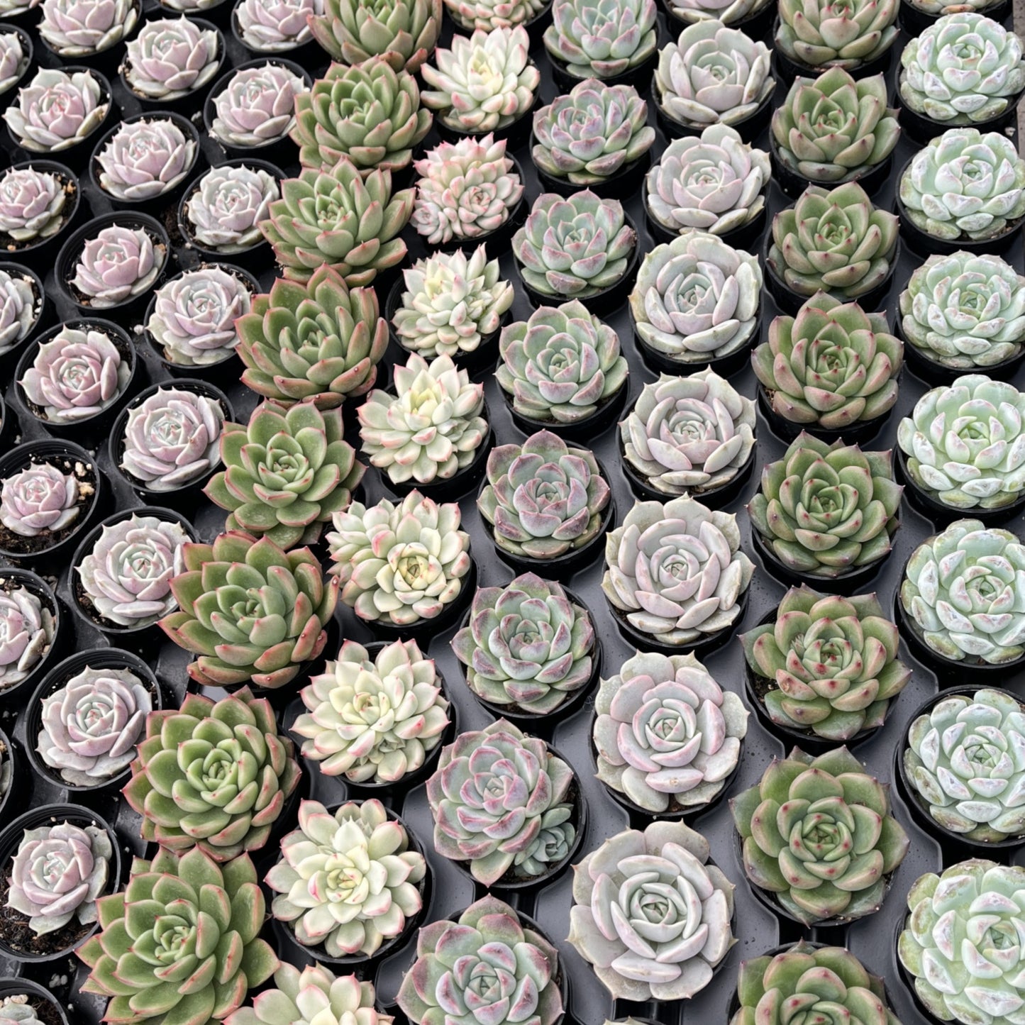 Assorted Rosettes Succulents Bulk 54 Tray - 2in Pot
