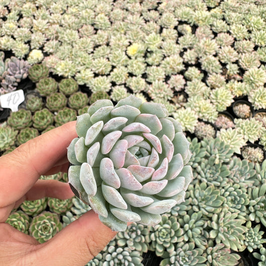 Echeveria Crystal Amber Bulk 54 Tray - 2in Pot