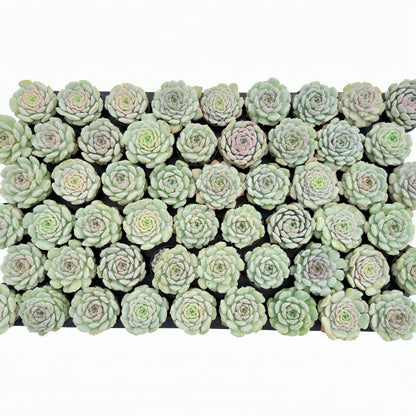 Echeveria Crystal Amber Bulk 54 Tray - 2in Pot